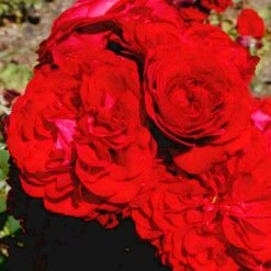 'Kronborg'™ Rosa X 'Kronborg'™ (Slotsrose) A-Kvalitet,- Barrods Roser Min. 3 Grene -Sirius Butik p297 51813 rosa x kronborg slotsrose 8f86