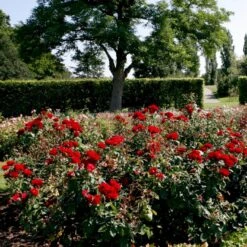 'Kronborg'™ Rosa X 'Kronborg'™ (Slotsrose) A-Kvalitet,- Barrods Roser Min. 3 Grene -Sirius Butik p297 51814 rosa x kronborg slotsrose 9728