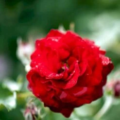 'Kronborg'™ Rosa X 'Kronborg'™ (Slotsrose) A-Kvalitet,- Barrods Roser Min. 3 Grene -Sirius Butik p297 51815 rosa x kronborg slotsrose 41e0