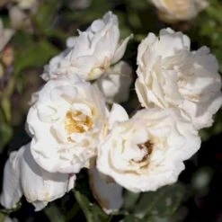 'La Paloma 85'® Rosa X 'La Paloma 85'® (Buketrose) A-Kvalitet,- Barrods Roser Min. 3 Grene
