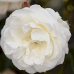 'La Paloma 85'® Rosa X 'La Paloma 85'® (Buketrose) A-Kvalitet,- Barrods Roser Min. 3 Grene -Sirius Butik p298 51587 rosa x la paloma 85 buketrose 570a