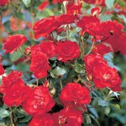 'La Sevillana' Rosa X 'La Sevillana' (Buketrose) A-Kvalitet,- Barrods Roser Min. 3 Grene -Sirius Butik p299 51594 rosa x la sevillana buketrose b1bc