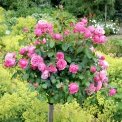 'Leonardo Da Vinci'® Rosa X 'Leonardo Da Vinci'® (Buketrose) A-Kvalitet,- Barrods Roser Min. 3 Grene -Sirius Butik p301 51597 rosa x leonardo da vinci buketrose 3a0c