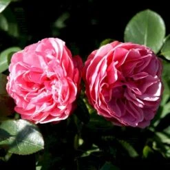 'Leonardo Da Vinci'® Rosa X 'Leonardo Da Vinci'® (Buketrose) A-Kvalitet,- Barrods Roser Min. 3 Grene -Sirius Butik p301 51600 rosa x leonardo da vinci buketrose d21d