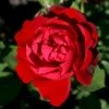 'Lilli Marleen'® Rosa X 'Lilli Marleen'® (Buketrose) A-Kvalitet,- Barrods Roser Min. 3 Grene