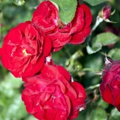 'Lilli Marleen'® Rosa X 'Lilli Marleen'® (Buketrose) A-Kvalitet,- Barrods Roser Min. 3 Grene -Sirius Butik p302 53605 rosa x lilli marleen buketrose 5654