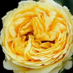 'Marselisborg'™ Rosa X 'Marselisborg'™ (Slotsrose) A-Kvalitet,- Barrods Roser Min. 3 Grene -Sirius Butik p304 51832 rosa x marselisborg slotsrose 38e5