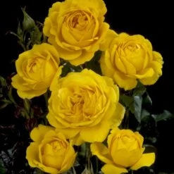 'Marselisborg'™ Rosa X 'Marselisborg'™ (Slotsrose) A-Kvalitet,- Barrods Roser Min. 3 Grene -Sirius Butik p304 51834 rosa x marselisborg slotsrose 92fc