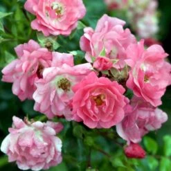 'Heidetraum' Rosa X 'Heidetraum' (Bunddækkerose) A-Kvalitet,- Barrods Roser Min. 3 Grene -Sirius Butik p3086 51528 rosa x heidetraum bunddaekkerose cd2c