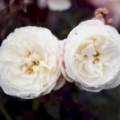 'Artemis'® Rosa X 'Artemis'® (Storblomstrende) A-Kvalitet,- Barrods Roser Min. 3 Grene -Sirius Butik p30886 52307 rosa x artemis storblomstrende e0c8