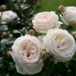 'Artemis'® Rosa X 'Artemis'® (Storblomstrende) A-Kvalitet,- Barrods Roser Min. 3 Grene -Sirius Butik p30886 54015 rosa x artemis storblomstrende c018