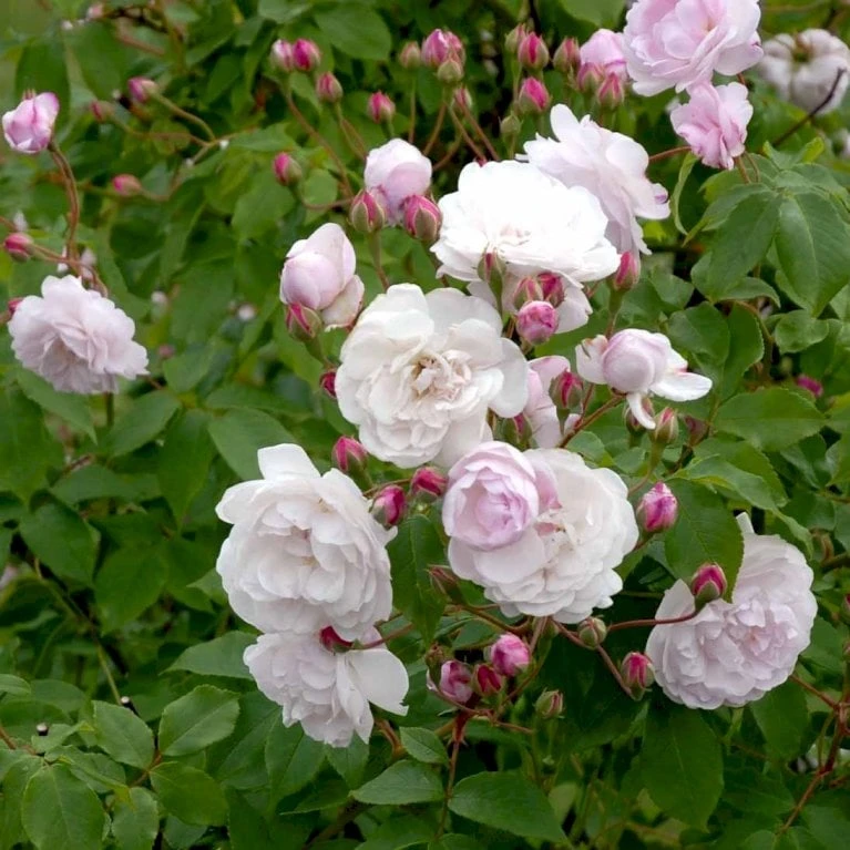 'Blush Noisette' Rosa X 'Blush Noisette' (Buskrose) A-Kvalitet,- Barrods Roser Min. 3 Grene 1 'Blush Noisette' Rosa X 'Blush Noisette' (Buskrose) A-Kvalitet,- Barrods Roser Min. 3 Grene