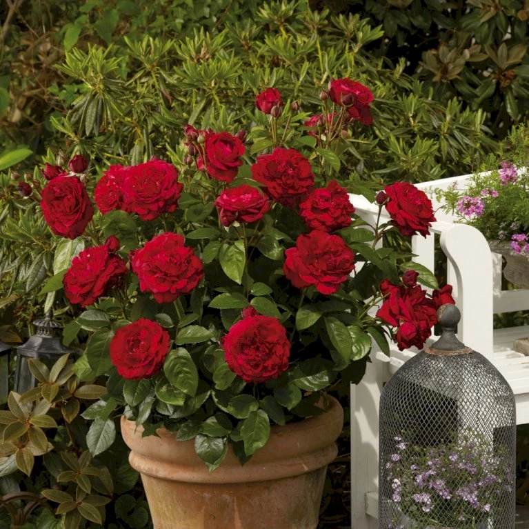 'Capricia™ Renaissance'® Rosa X 'Capricia™ Renaissance'® (Renaissancerose) A-Kvalitet,- Barrods Roser Min. 3 Grene 1 'Capricia™ Renaissance'® Rosa X 'Capricia™ Renaissance'® (Renaissancerose) A-Kvalitet,- Barrods Roser Min. 3 Grene