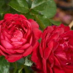 'Capricia™ Renaissance'® Rosa X 'Capricia™ Renaissance'® (Renaissancerose) A-Kvalitet,- Barrods Roser Min. 3 Grene 6 'Capricia™ Renaissance'® Rosa X 'Capricia™ Renaissance'® (Renaissancerose) A-Kvalitet,- Barrods Roser Min. 3 Grene -Sirius Butik p30909 52126 rosa x capricia renaissance renaissancerose f78e