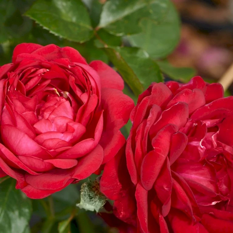 'Capricia™ Renaissance'® Rosa X 'Capricia™ Renaissance'® (Renaissancerose) A-Kvalitet,- Barrods Roser Min. 3 Grene 3 'Capricia™ Renaissance'® Rosa X 'Capricia™ Renaissance'® (Renaissancerose) A-Kvalitet,- Barrods Roser Min. 3 Grene - Billede 3