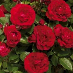 'Capricia™ Renaissance'® Rosa X 'Capricia™ Renaissance'® (Renaissancerose) A-Kvalitet,- Barrods Roser Min. 3 Grene 7 'Capricia™ Renaissance'® Rosa X 'Capricia™ Renaissance'® (Renaissancerose) A-Kvalitet,- Barrods Roser Min. 3 Grene -Sirius Butik p30909 52127 rosa x capricia renaissance renaissancerose 1d50