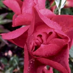 'Cinco De Mayo' Rosa X 'Cinco De Mayo' (Buketrose) A-Kvalitet,- Barrods Roser Min. 3 Grene -Sirius Butik p30915 51460 rosa cinco de mayo buketrose ec12