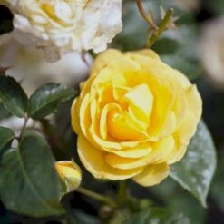 'Julia Child' Rosa X 'Julia Child' (Buketrose) A-Kvalitet,- Barrods Roser Min. 3 Grene -Sirius Butik p30983 51573 rosa x julia child buketrose 52cd