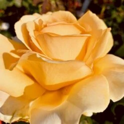 'Julia Child' Rosa X 'Julia Child' (Buketrose) A-Kvalitet,- Barrods Roser Min. 3 Grene -Sirius Butik p30983 51574 rosa x julia child buketrose bfbf