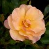 'Linnaeus'™ Rosa X 'Linnaeus'™ (Bunddækkerose) A-Kvalitet,- Barrods Roser Min. 3 Grene