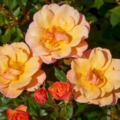 'Linnaeus'™ Rosa X 'Linnaeus'™ (Bunddækkerose) A-Kvalitet,- Barrods Roser Min. 3 Grene -Sirius Butik p31002 52079 rosa x linnaeus bunddaekkerose 32db