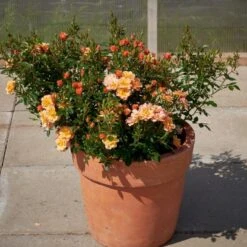 'Linnaeus'™ Rosa X 'Linnaeus'™ (Bunddækkerose) A-Kvalitet,- Barrods Roser Min. 3 Grene -Sirius Butik p31002 52081 rosa x linnaeus bunddaekkerose f96e