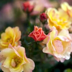 'Linnaeus'™ Rosa X 'Linnaeus'™ (Bunddækkerose) A-Kvalitet,- Barrods Roser Min. 3 Grene -Sirius Butik p31002 52083 rosa x linnaeus bunddaekkerose 45b0