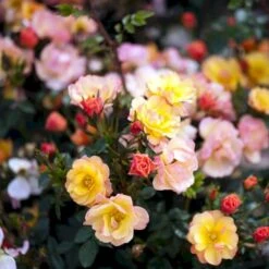 'Linnaeus'™ Rosa X 'Linnaeus'™ (Bunddækkerose) A-Kvalitet,- Barrods Roser Min. 3 Grene -Sirius Butik p31002 52084 rosa x linnaeus bunddaekkerose a28a