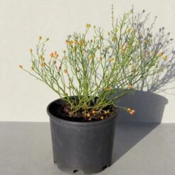 'Linnaeus'™ Rosa X 'Linnaeus'™ (Bunddækkerose) A-Kvalitet,- Barrods Roser Min. 3 Grene -Sirius Butik p31002 52086 rosa x linnaeus bunddaekkerose 20bc