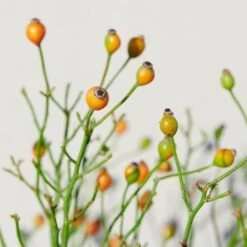 'Linnaeus'™ Rosa X 'Linnaeus'™ (Bunddækkerose) A-Kvalitet,- Barrods Roser Min. 3 Grene -Sirius Butik p31002 52087 rosa x linnaeus bunddaekkerose 8ed5