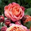 'Mary Ann'® Rosa X 'Mary Ann'® (Storblomstrende) A-Kvalitet,- Barrods Roser Min. 3 Grene