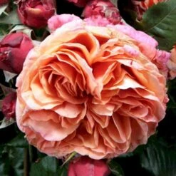 'Mary Ann'® Rosa X 'Mary Ann'® (Storblomstrende) A-Kvalitet,- Barrods Roser Min. 3 Grene -Sirius Butik p31018 53340 rosa x mary ann storblomstrende c8b0