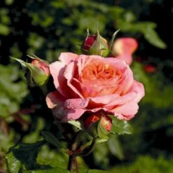 'Mary Ann'® Rosa X 'Mary Ann'® (Storblomstrende) A-Kvalitet,- Barrods Roser Min. 3 Grene -Sirius Butik p31018 53985 rosa x mary ann storblomstrende cb00