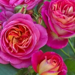 'Midsummer'® Rosa X 'Midsummer'® (Buketrose) A-Kvalitet,- Barrods Roser Min. 3 Grene