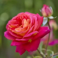 'Midsummer'® Rosa X 'Midsummer'® (Buketrose) A-Kvalitet,- Barrods Roser Min. 3 Grene -Sirius Butik p31022 54025 rosa x midsummer buketrose 4ee2