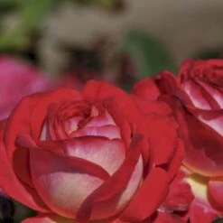 'Midsummer'® Rosa X 'Midsummer'® (Buketrose) A-Kvalitet,- Barrods Roser Min. 3 Grene -Sirius Butik p31022 54026 rosa x midsummer buketrose 8884