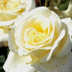 'Peaudouce' Rosa X 'Peaudouce' (Storblomstrende) A-Kvalitet,- Barrods Roser Min. 3 Grene