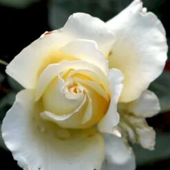 'Peaudouce' Rosa X 'Peaudouce' (Storblomstrende) A-Kvalitet,- Barrods Roser Min. 3 Grene -Sirius Butik p31045 53282 rosa x peaudouce storblomstrende f8c4