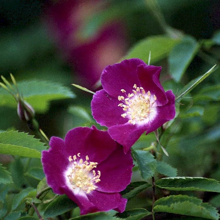 'Lina' Rosa Pendulina 'Lina' (Buskrose) A-Kvalitet,- Barrods Roser Min. 3 Grene 1 'Lina' Rosa Pendulina 'Lina' (Buskrose) A-Kvalitet,- Barrods Roser Min. 3 Grene