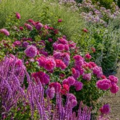 'Princess Anne'™ Rosa X 'Princess Anne'™ (Engelsk Rose) A-Kvalitet,- Barrods Roser Min. 3 Grene -Sirius Butik p31057 53096 rosa x princess anne engelsk rose f2ee