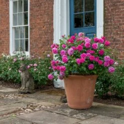 'Princess Anne'™ Rosa X 'Princess Anne'™ (Engelsk Rose) A-Kvalitet,- Barrods Roser Min. 3 Grene -Sirius Butik p31057 53097 rosa x princess anne engelsk rose 90fa