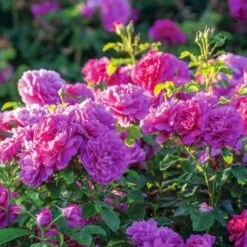 'Princess Anne'™ Rosa X 'Princess Anne'™ (Engelsk Rose) A-Kvalitet,- Barrods Roser Min. 3 Grene -Sirius Butik p31057 53098 rosa x princess anne engelsk rose afdd