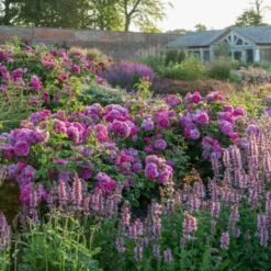 'Princess Anne'™ Rosa X 'Princess Anne'™ (Engelsk Rose) A-Kvalitet,- Barrods Roser Min. 3 Grene -Sirius Butik p31057 53100 rosa x princess anne engelsk rose 5a33