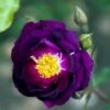 'Royal Celebration' Rosa X 'Royal Celebration' (Buketrose) A-Kvalitet,- Barrods Roser Min. 3 Grene