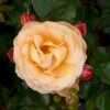 'Trakai'™ Palace'® Rosa X 'Trakai'™ Palace'® (Palacerose) A-Kvalitet,- Barrods Roser Min. 3 Grene