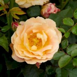 'Trakai'™ Palace'® Rosa X 'Trakai'™ Palace'® (Palacerose) A-Kvalitet,- Barrods Roser Min. 3 Grene -Sirius Butik p31117 51919 rosa x trakai palace palacerose 0241