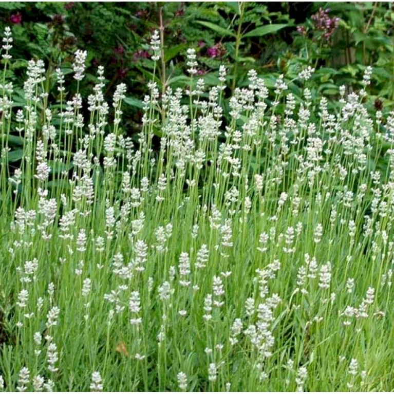 Lavendel 'Edelweiss' Lavandula Angustifolia 'Edelweiss' 10 Cm. Potte 1 Lavendel 'Edelweiss' Lavandula Angustifolia 'Edelweiss' 10 Cm. Potte