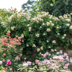 'Wollerton Old Hall'™ Rosa X 'Wollerton Old Hall'™ (Engelsk Rose) A-Kvalitet,- Barrods Roser Min. 3 Grene -Sirius Butik p31130 53254 rosa x wollerton old hall engelsk rose 7b8a