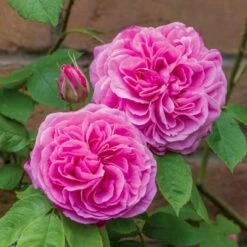 'Gertrude Jekyll' Rosa X 'Gertrude Jekyll' (Engelsk Rose) A-Kvalitet,- Barrods Roser Min. 3 Grene