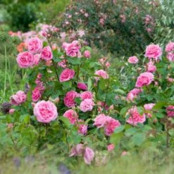 'Gertrude Jekyll' Rosa X 'Gertrude Jekyll' (Engelsk Rose) A-Kvalitet,- Barrods Roser Min. 3 Grene -Sirius Butik p3119 53003 rosa x gertrude jekyll engelsk rose c9ee